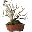 Prunus mume, 24 cm, ca. 20 Jahre alt, mit einem Wurzelhals von 10 cm, in einem handgefertigten japanischen Topf von Shibakatsu