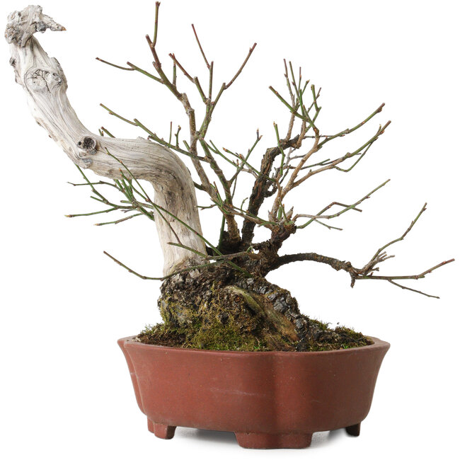 Prunus mume, 24 cm, ca. 20 Jahre alt, mit einem Wurzelhals von 10 cm, in einem handgefertigten japanischen Topf von Shibakatsu