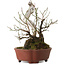 Prunus mume, 24 cm, ± 20 jaar oud, met een nebari van 10 cm, in een handgemaakte Japanse pot van Shibakatsu