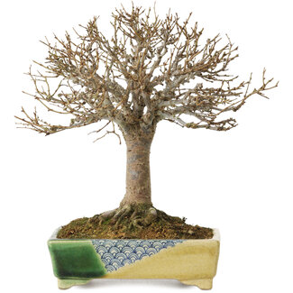 Satomi Mazan Zelkova serrata, 19,5 cm, ± 30 años