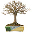 Zelkova serrata, 19,5 cm, ± 30 años, con un nebari de 7 cm, en una maceta japonesa hecha a mano por Satomi Mazan