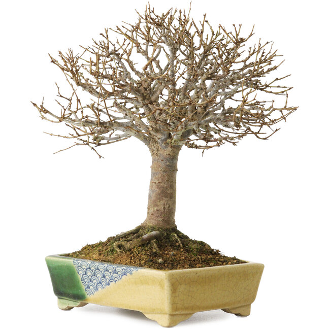 Zelkova serrata, 19,5 cm, ± 30 years old, with a nebari of 7 cm, in a handmade Japanese pot by Satomi Mazan