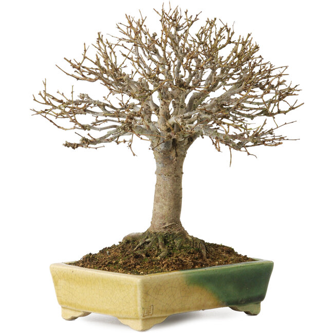 Zelkova serrata, 19,5 cm, ± 30 anni, con un nebari di 7 cm, in un vaso giapponese fatto a mano da Satomi Mazan