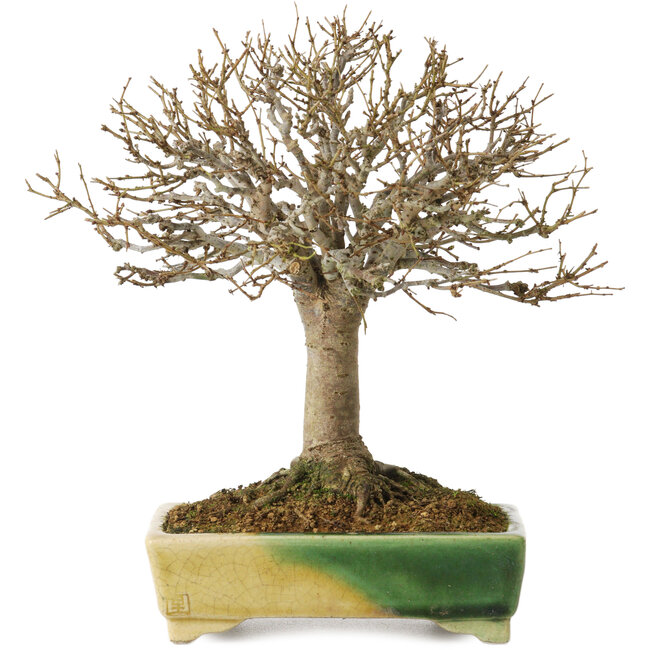 Zelkova serrata, 19,5 cm, ± 30 años, con un nebari de 7 cm, en una maceta japonesa hecha a mano por Satomi Mazan