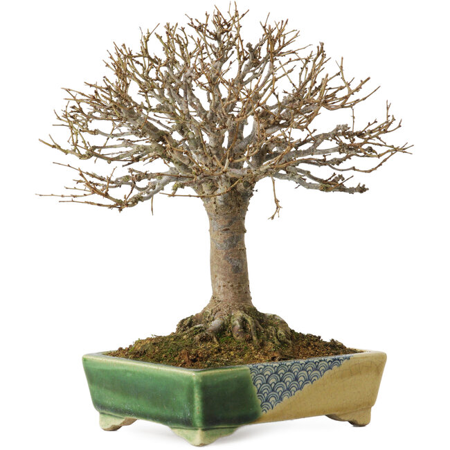 Zelkova serrata, 19,5 cm, ± 30 jaar oud, met een nebari van 7 cm, in een handgemaakte Japanse pot van Satomi Mazan.