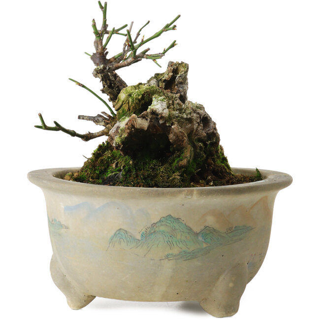 Prunus mume yamadori, 11 cm, ± 20 anni