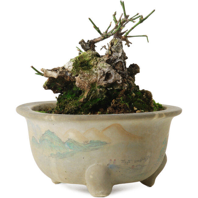 Prunus mume yamadori, 11 cm, ± 20 años