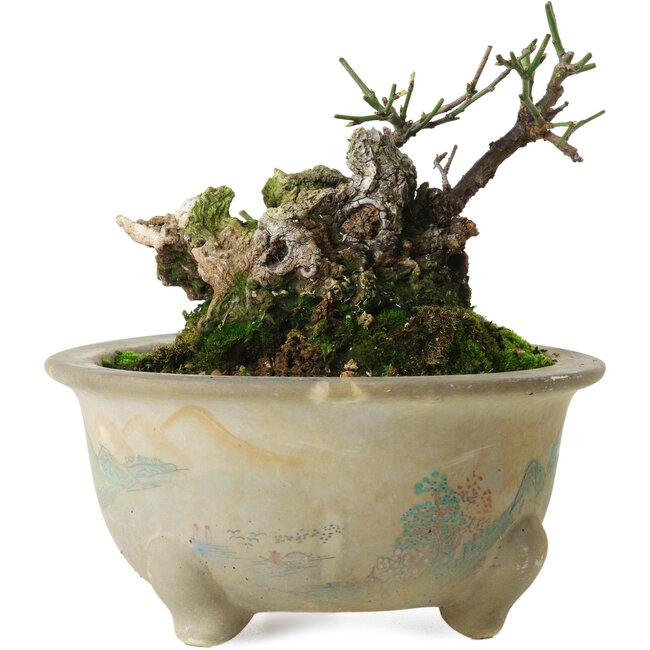 Prunus mume yamadori, 11 cm, ± 20 Jahre alt