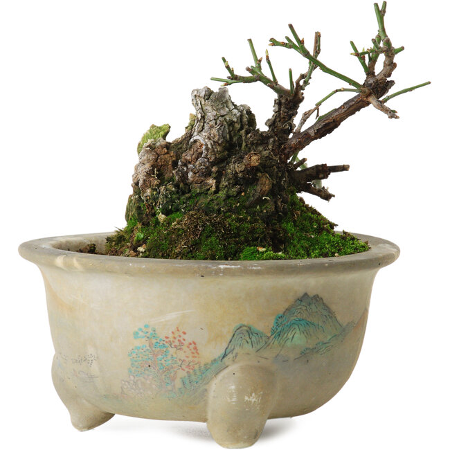 Prunus mume yamadori, 11 cm, ± 20 anni