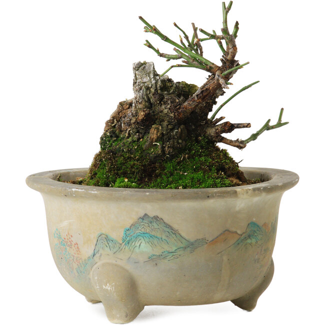 Prunus mume yamadori, 11 cm, ± 20 jaar oud