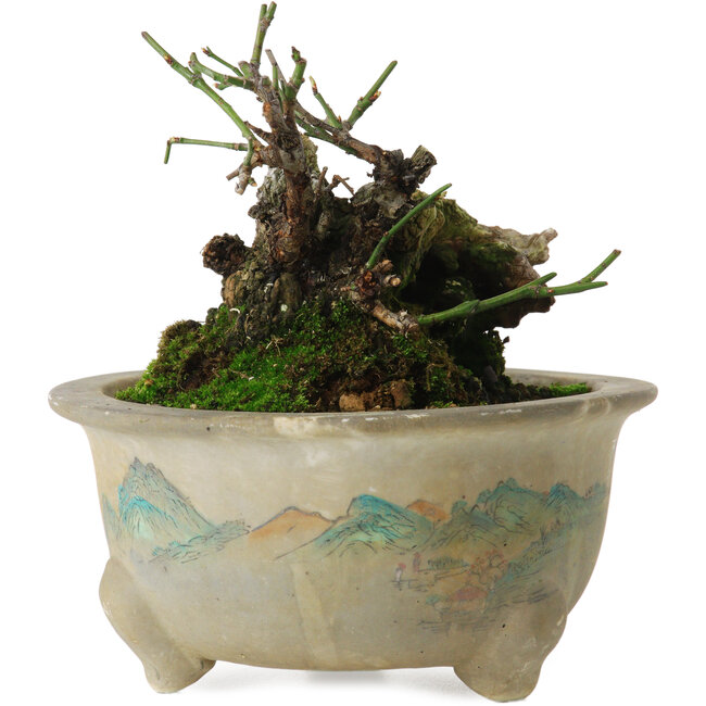 Prunus mume yamadori, 11 cm, ± 20 Jahre alt