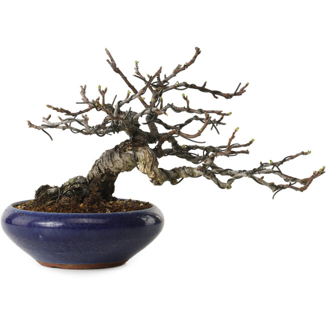 Malus sieboldii, 15 cm, ± 20 jaar oud, met een nebari van 6 cm, in een handgemaakte Japanse pot van Eime Yozan.