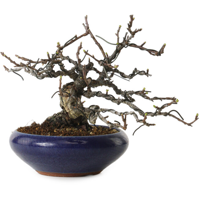 Malus sieboldii, 15 cm, ± 20 years old, with a nebari of 6 cm, in a handmade Japanese pot by Eime Yozan