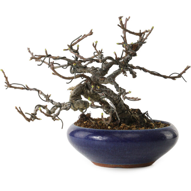 Malus sieboldii, 15 cm, environ 20 ans, avec un nebari de 6 cm, dans un pot japonais fait main par Eime Yozan