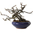 Malus sieboldii, 15 cm, ± 20 years old, with a nebari of 6 cm, in a handmade Japanese pot by Eime Yozan