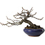 Malus sieboldii, 15 cm, ± 20 years old, with a nebari of 6 cm, in a handmade Japanese pot by Eime Yozan