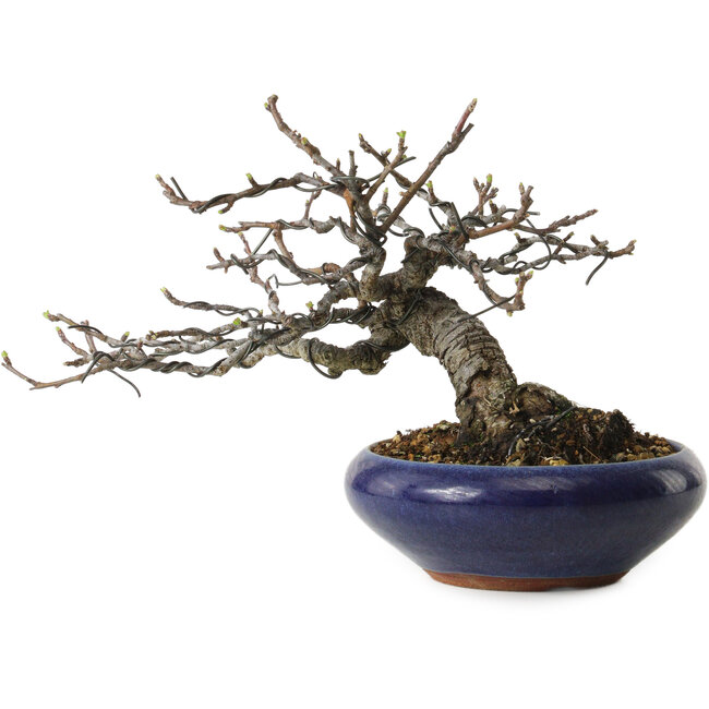 Malus sieboldii, 15 cm, ca. 20 Jahre alt, mit einem Wurzelhals von 6 cm, in einem handgefertigten japanischen Topf von Eime Yozan