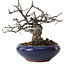 Malus sieboldii, 15 cm, ± 20 years old, with a nebari of 6 cm, in a handmade Japanese pot by Eime Yozan