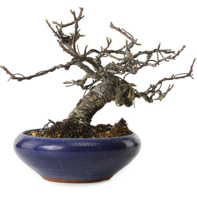 Malus sieboldii, 15 cm, ± 20 anni, con un nebari di 6 cm, in un vaso giapponese fatto a mano da Eime Yozan