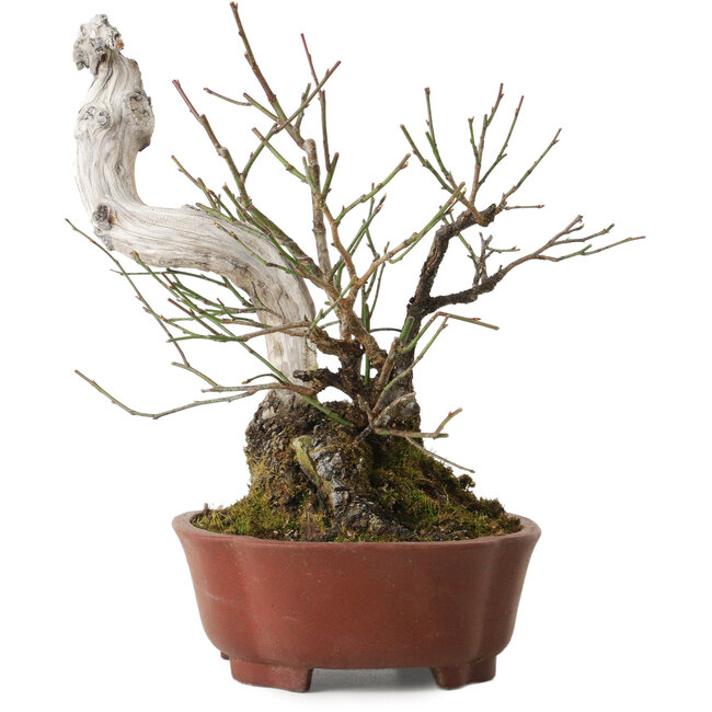 Prunus mume, 24 cm, ± 20 jaar oud, met een nebari van 10 cm, in een handgemaakte Japanse pot van Shibakatsu