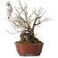 Prunus mume, 24 cm, ± 20 jaar oud, met een nebari van 10 cm, in een handgemaakte Japanse pot van Shibakatsu