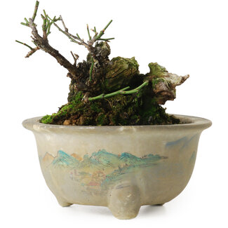 Prunus mume yamadori, 11 cm, ± 20 years old