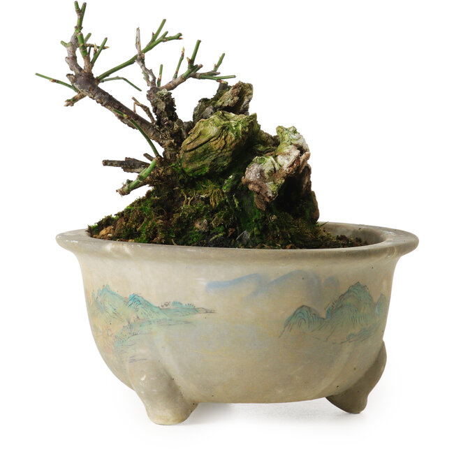 Prunus mume yamadori, 11 cm, ± 20 Jahre alt