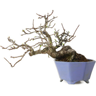 Malus sieboldii, 20 cm, ± 20 ans