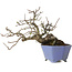 Malus sieboldii, 20 cm, ± 20 ans, avec un nebari de 8 cm