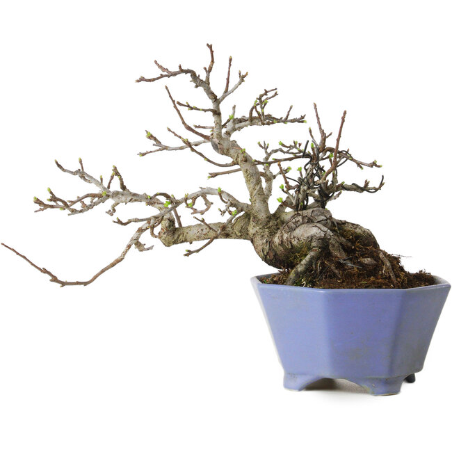 Malus sieboldii, 20 cm, ± 20 ans, avec un nebari de 8 cm