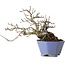 Malus sieboldii, 20 cm, ± 20 ans, avec un nebari de 8 cm