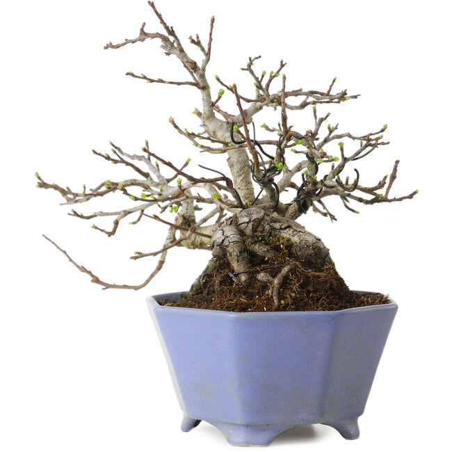 Malus sieboldii, 20 cm, ± 20 years old, with a nebari of 8 cm