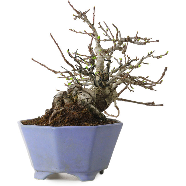Malus sieboldii, 20 cm, ± 20 ans, avec un nebari de 8 cm