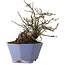 Malus sieboldii, 20 cm, ± 20 ans, avec un nebari de 8 cm