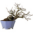 Malus sieboldii, 20 cm, ± 20 ans, avec un nebari de 8 cm