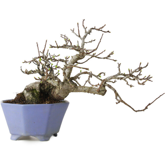Malus sieboldii, 20 cm, ± 20 ans, avec un nebari de 8 cm
