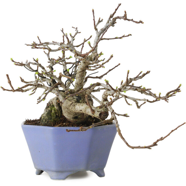 Malus sieboldii, 20 cm, ± 20 Jahre alt, mit einem Nebari von 8 cm