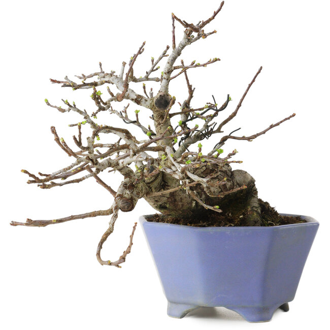 Malus sieboldii, 20 cm, ± 20 años, con un nebari de 8 cm