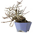 Malus sieboldii, 20 cm, ± 20 ans, avec un nebari de 8 cm