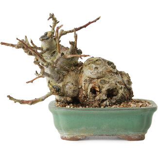 Malus, 16 cm, ± 15 years old