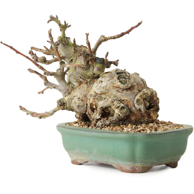 Malus, 16 cm, ± 15 años