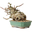Malus, 16 cm, ± 15 ans