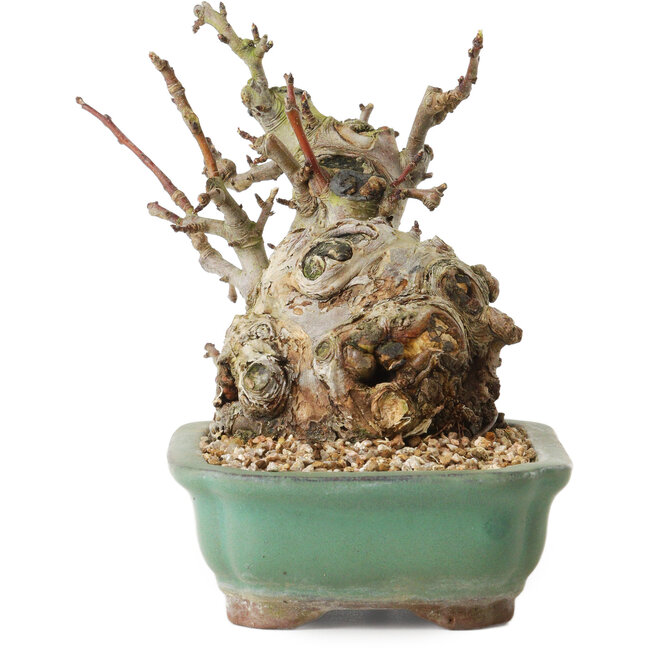 Malus, 16 cm, ± 15 ans