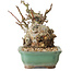 Malus, 16 cm, ± 15 ans