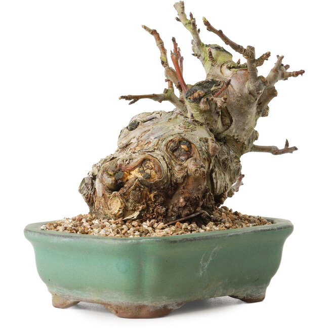 Malus, 16 cm, ± 15 ans