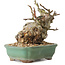 Malus, 16 cm, ± 15 ans
