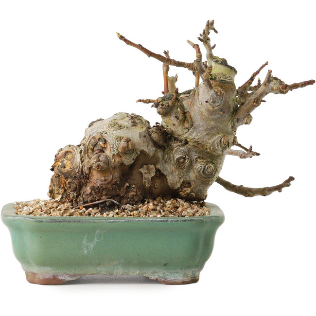 Malus, 16 cm, ± 15 ans