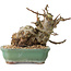 Malus, 16 cm, ± 15 ans