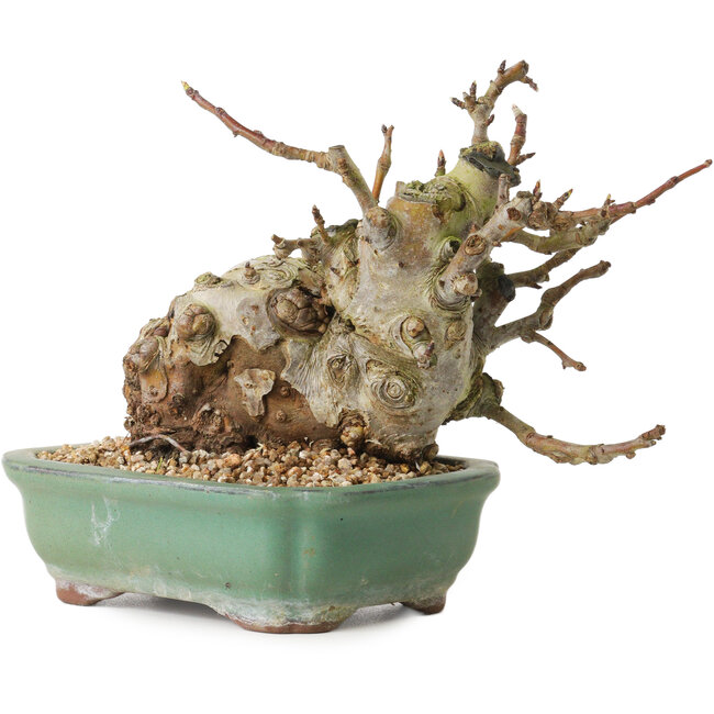 Malus, 16 cm, ± 15 jaar oud