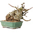 Malus, 16 cm, ± 15 ans